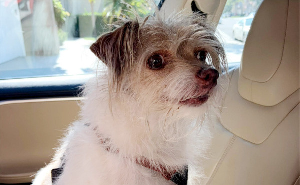 Haddee, the family dog that inspired the company name